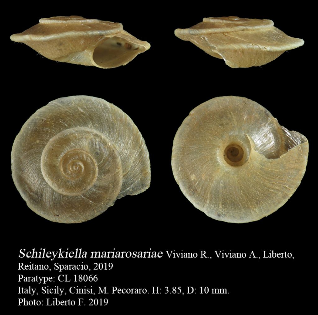 Schileykiella mariarosariae n. sp.